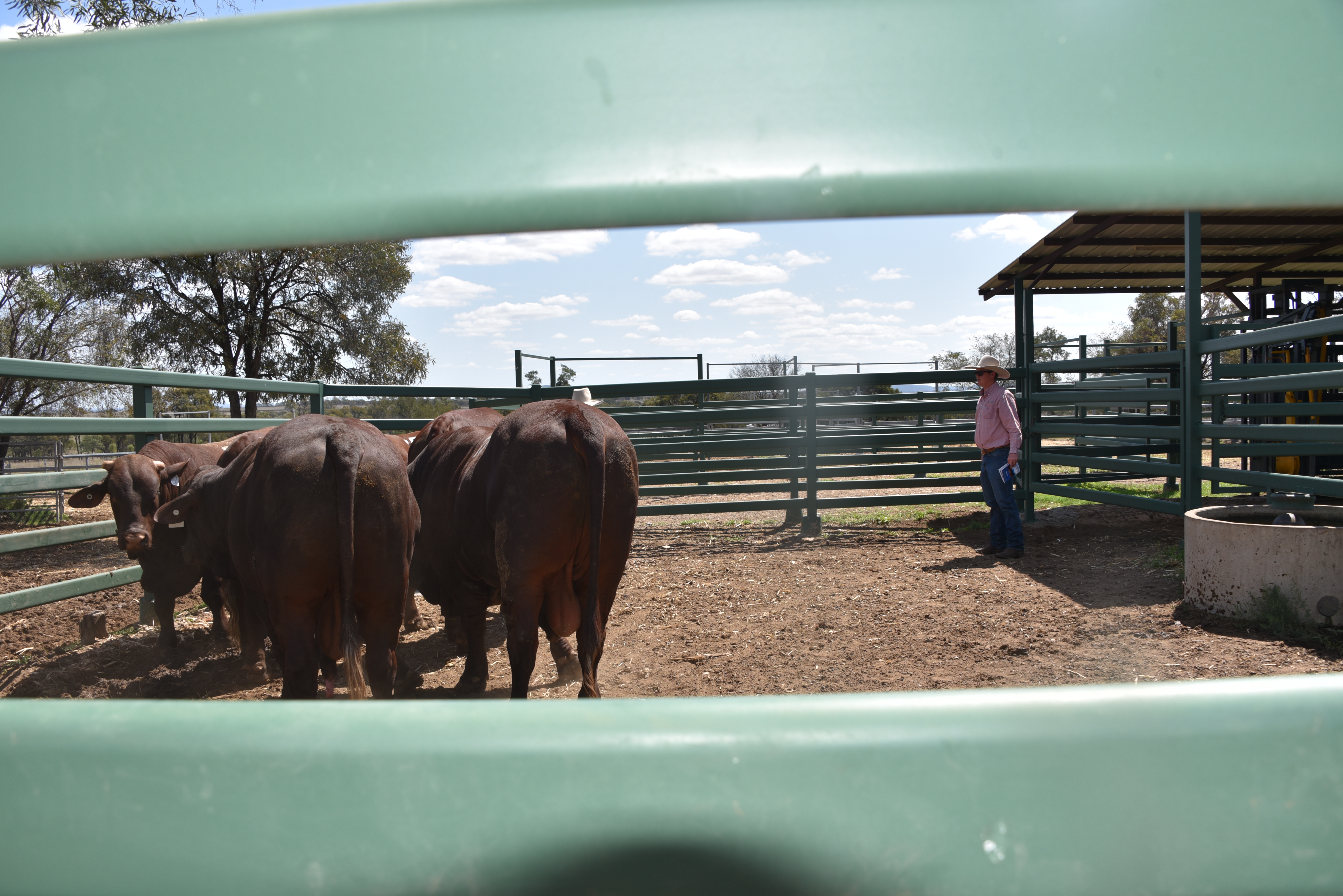 DANGARFIELD 2025 ANNUAL SALE