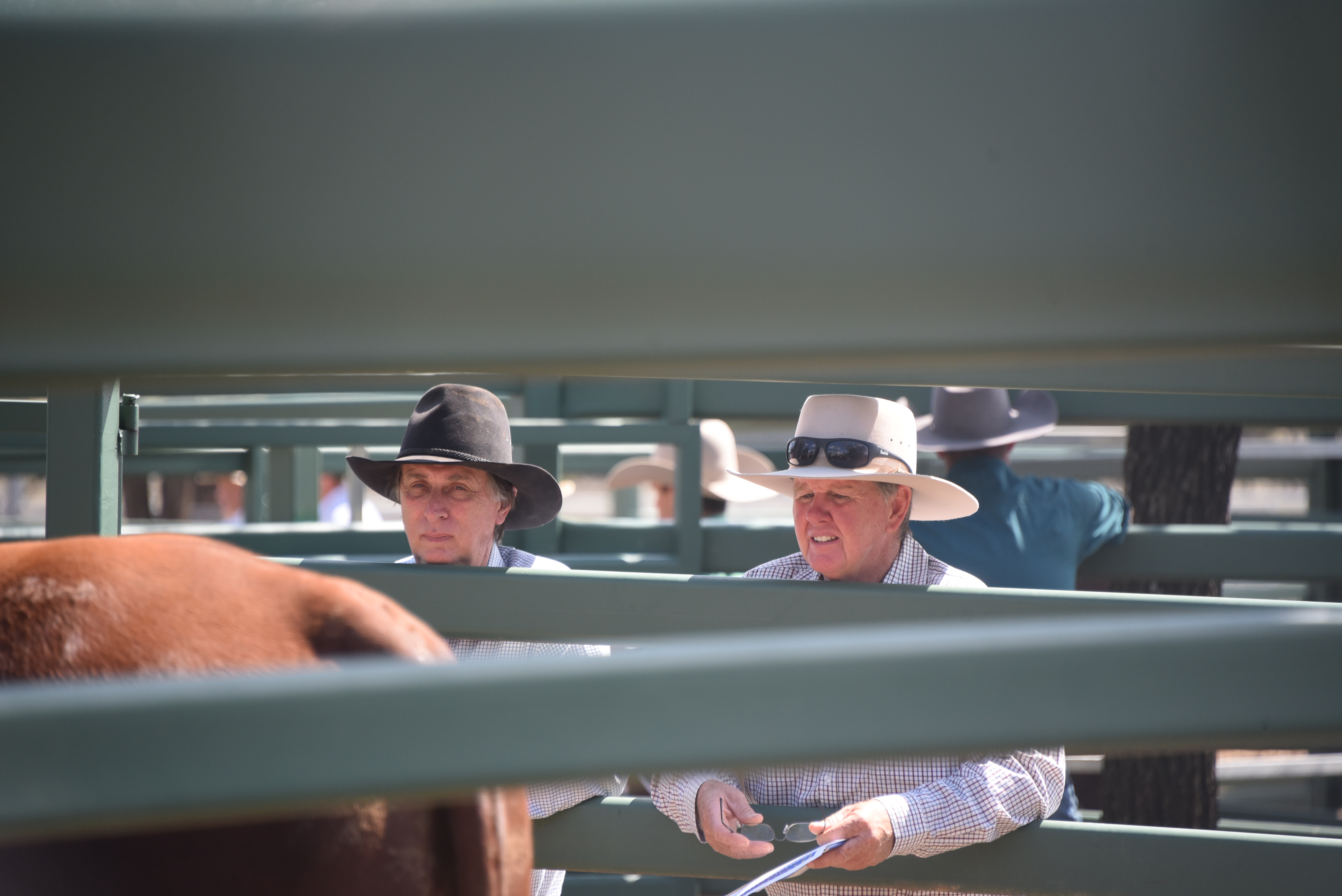 DANGARFIELD 2025 ANNUAL SALE