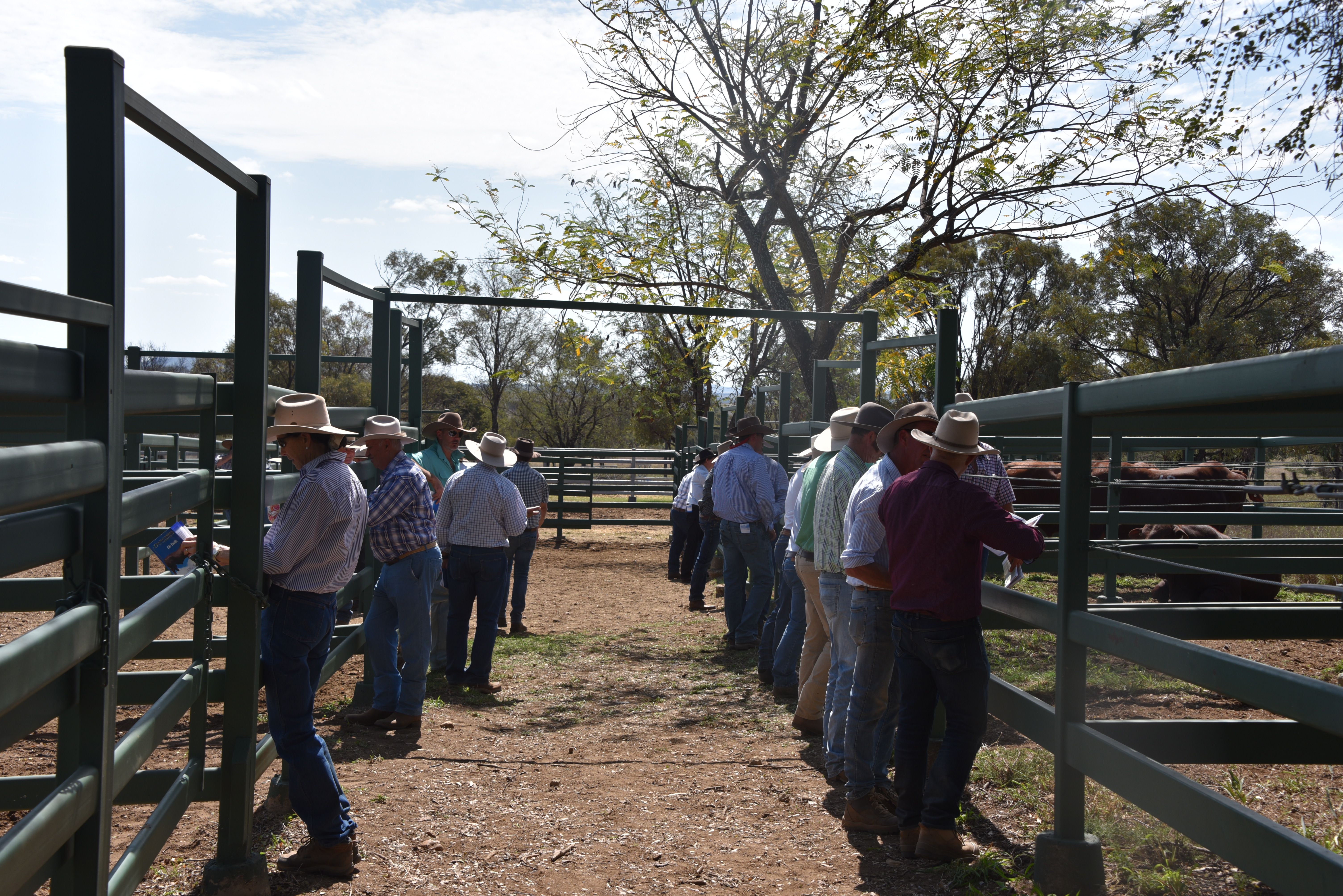 DANGARFIELD 2025 ANNUAL SALE
