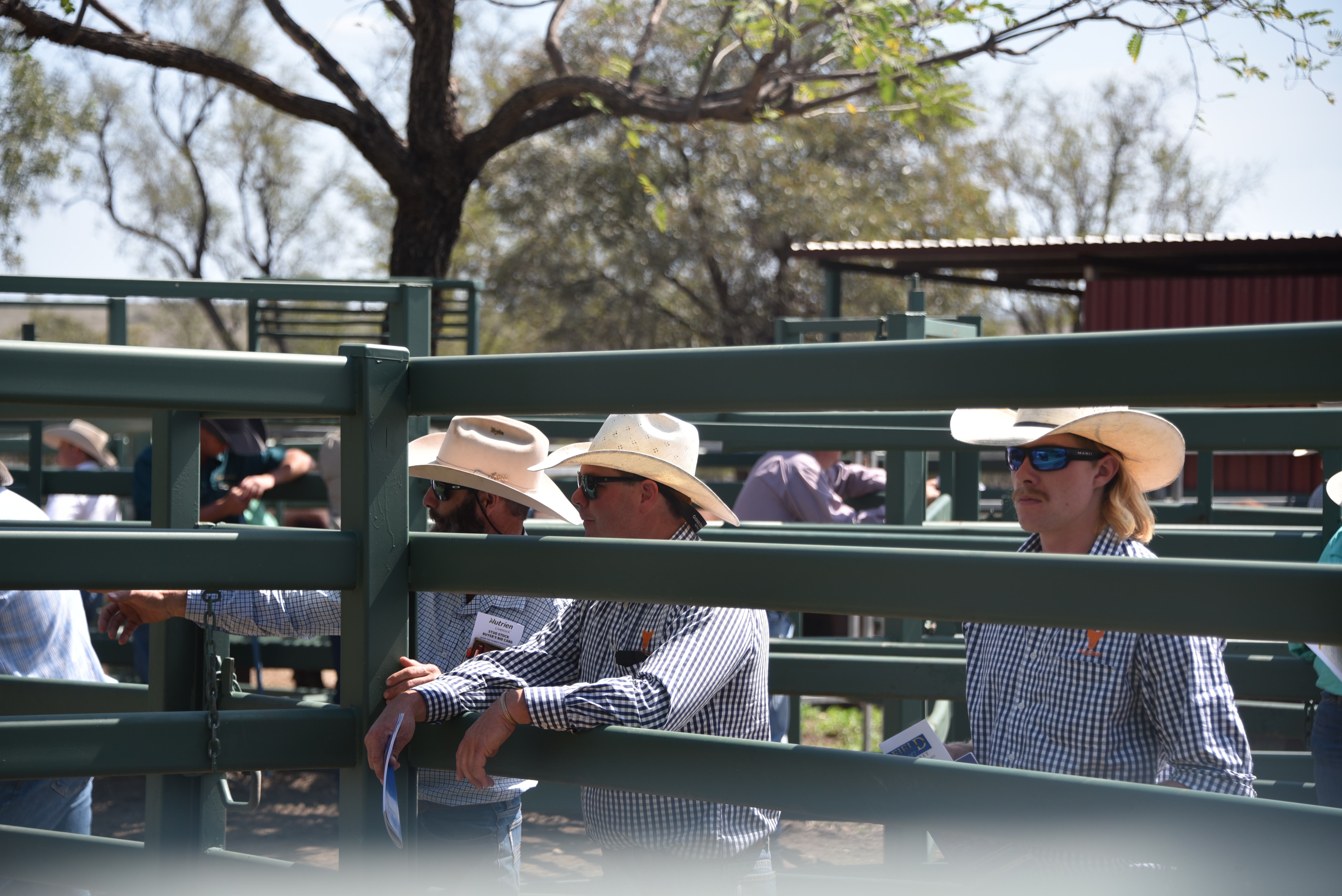 DANGARFIELD 2025 ANNUAL SALE