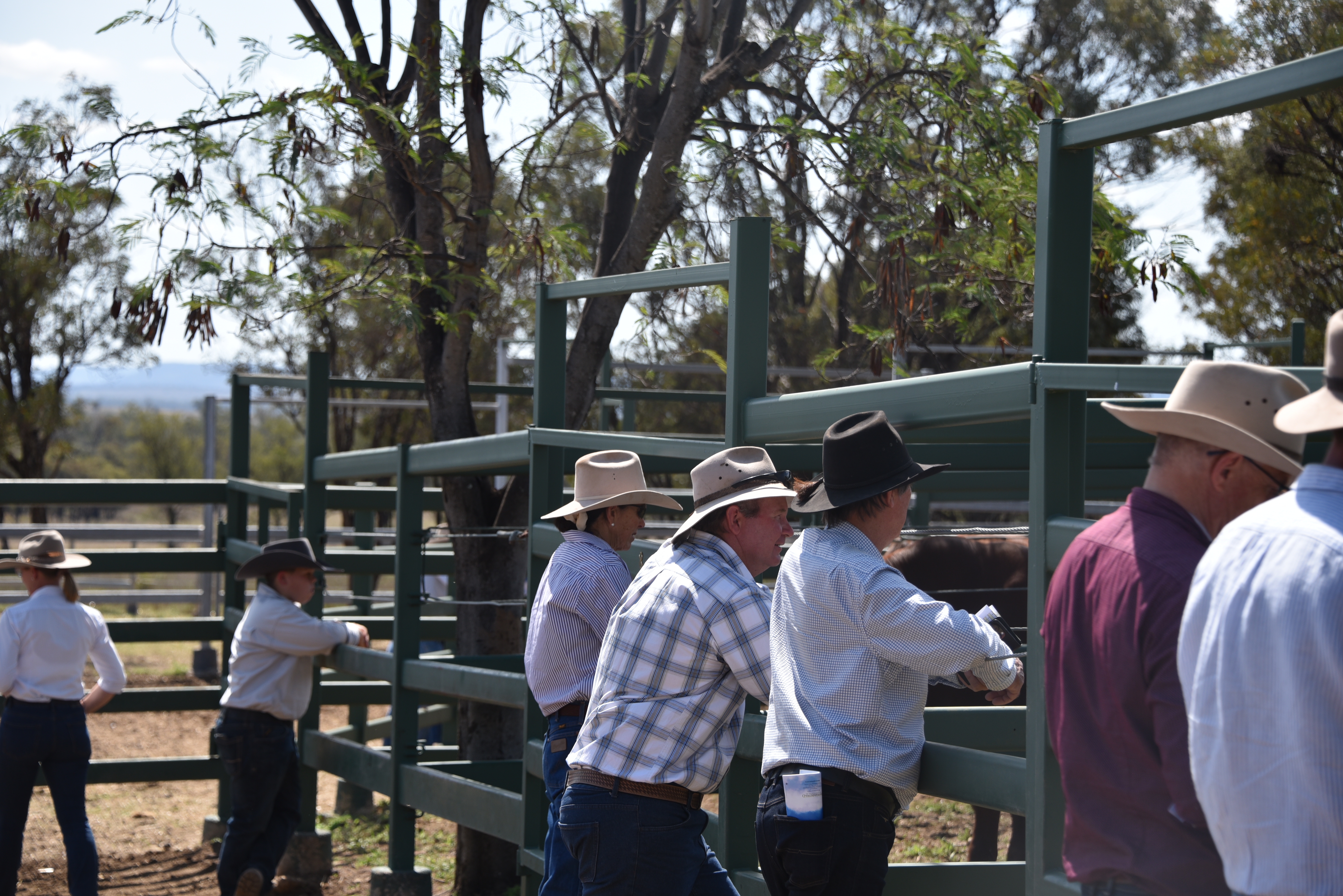DANGARFIELD 2025 ANNUAL SALE