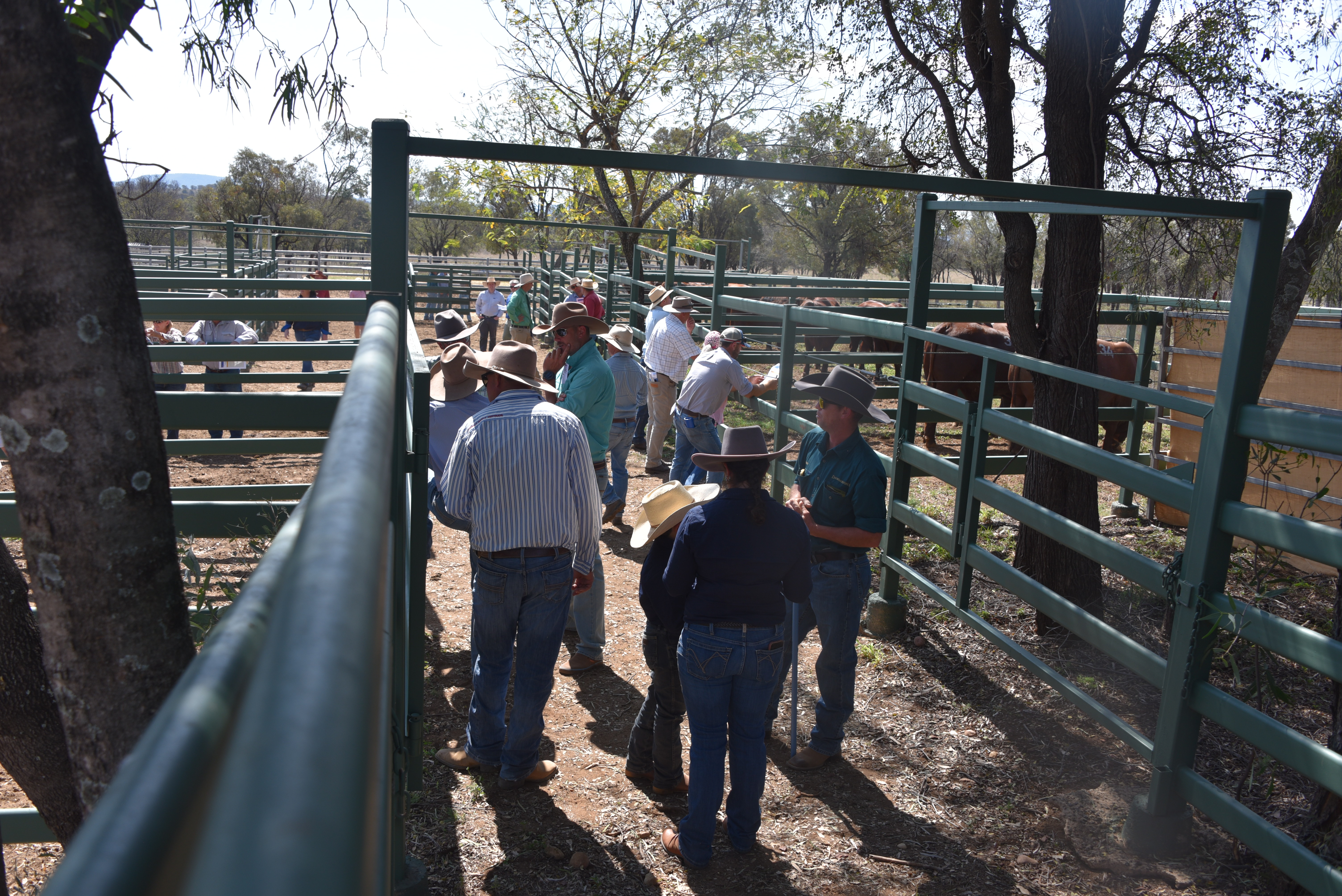 DANGARFIELD 2025 ANNUAL SALE