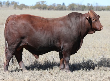 Dangarfield Fame & Fortune (IVF)