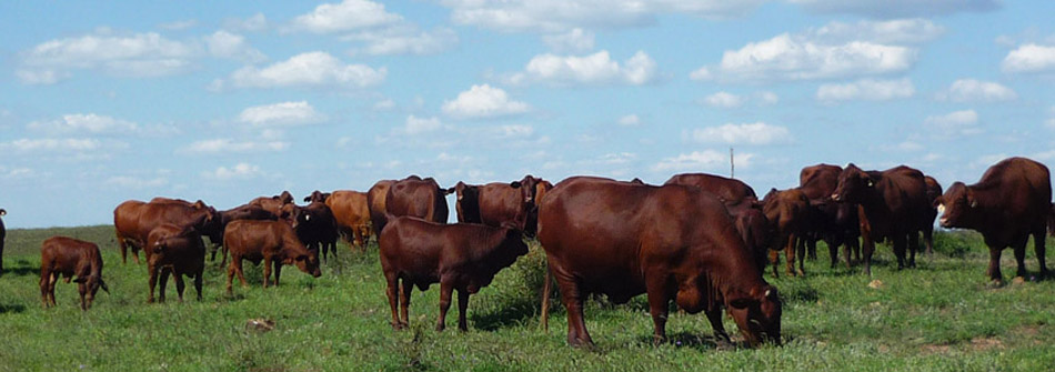 Dangarfield Header Banner