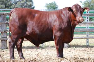 Bullocks