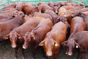 Bullocks