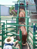 Bullocks