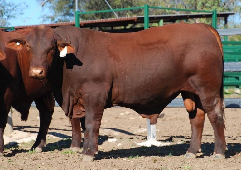Lot 82 Dangarfield Y159 (P) Lot 82 Dangarfield Y159 (P)