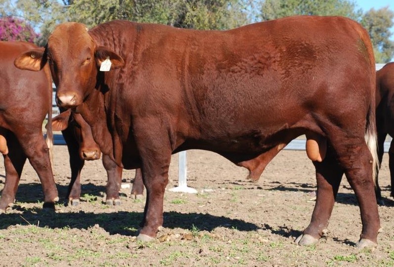 Lot 78 Dangarfield Y210 Lot 78 Dangarfield Y210