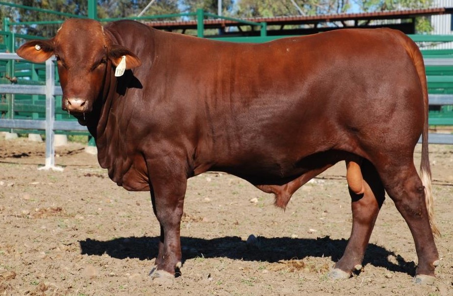 Lot 83 Dangarfield Y169 Lot 83 Dangarfield Y169