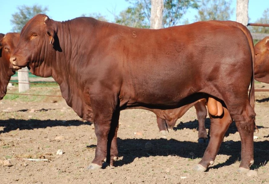Lot 81 Dangarfield Y252 Lot 81 Dangarfield Y252