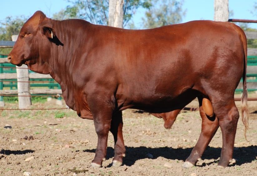 Lot 79 Dangarfield Y243 Lot 79 Dangarfield Y243