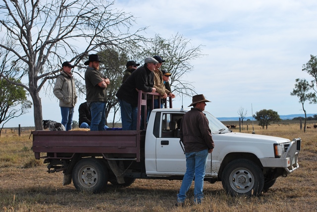 Inspecting some Dangarfield 2014 Sale Bulls @ Kingswood