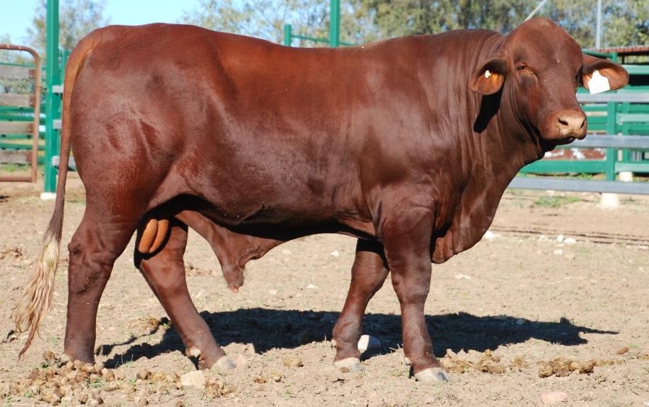 Lot 80 Dangarfield Y253 (P) Lot 80 Dangarfield Y253 (P)